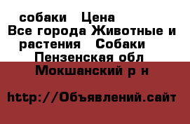 собаки › Цена ­ 2 500 - Все города Животные и растения » Собаки   . Пензенская обл.,Мокшанский р-н